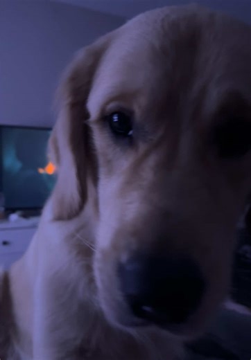 our everything 🫶🏼 #goldenretrieverpuppy #fyp #puppiesoftiktok #dogsoftiktok #goldenretriever