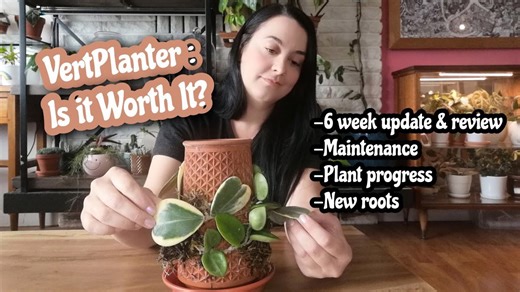 Do plants really thrive in the popular hydroponic planter?