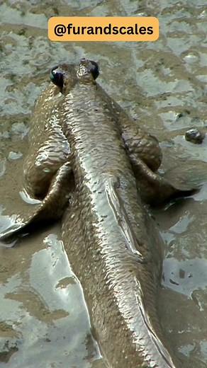 Mudskippers are unique and fascinating creatures that inhabit intertidal zones, where land and water meet. Here are some interesting facts about mudskippers: Adapted for Life on Land and in Water: Mudskippers have special adaptations that allow them to breathe both underwater and on land. They have gills to extract oxygen from water, but they also have the ability to breathe through their skin and the lining of their mouth and throat when out of water. Efficient Movement: Mudskippers have muscul