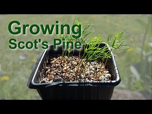 Growing Scot's pine derived from green cones found after a storm