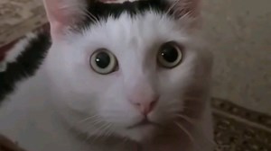 huh猫原声大碟：呜哇，哇呜！娇娇滴小夹子猫！啊！