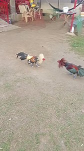 Back yard roosters | lagalag