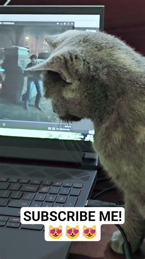 This cat understands gaming #codcoldwar #gaming #incredible