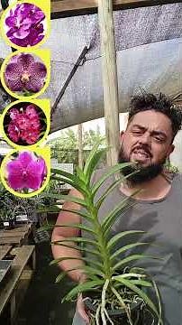 Vanda orchids! The best gift for Mother's Day!
