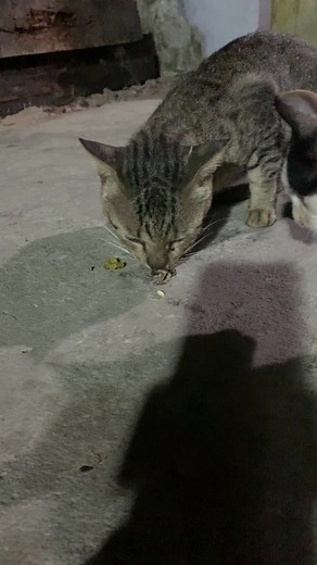 1.5K views | Bee Scenes on Reels | Facebook