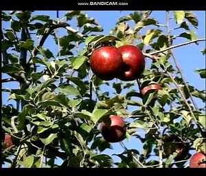 Baby's First Impressions Vol. 8 Seasons - Fall/Autumn (1998)