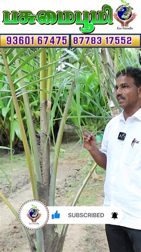 #lemon #diseases #gardening #terracegarden #sapling #onlinesaplings #plantsplantsplants #farming #homegarden #homegardening🌱 #agriculturelife #vivasayam #reelsvideo❤️ #trendingreels❤️ #viralvídeos #kollywoodcinema #serials #gardenlovers #gardeninspiration #sustainablefarming #onlineplantstore #tamilserials #pests #fertilizer #rose#instareels #fbreels #tiktok #trending #viralvideo#ashgourddessert #dessert #jaggerydesserts #iyarkaivivasayam #vidhaigal #selfsustsainablelife #sustainableliving#suga