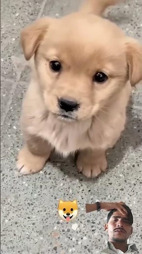 Cute Puppy Ever! | Real Puppy Barking Sound | #PuppyLove #AnimalVideo