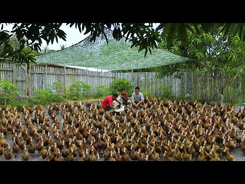 Amazing Duck Farming Technique - Raising hundreds of Itik Pinas Ducks (From Coop to Free-range )