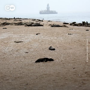 Trigger warning: Over 7,000 dead seals have been found off the coast of Namibia. Conservationists are yet to determine the cause of their death. | DW News