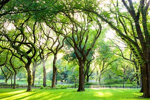 Help count NYC’s trees this summer