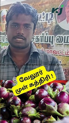 vellore mullu kathirikai- பூச்சிகளை நெருங்கவிடாத வேலூர் முள்ளு கத்திரி| Tamilnadu | organic | seeds