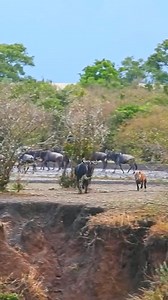 #animal #animals #nature #pet #cute #wildlife #love #dog #pets #photography #cat #cats #naturephotography #instagram #photooftheday #dogs #animallovers #instagood #wildlifephotography #art #animalphotography #of #dogsofinstagram #petstagram #bird #catsofinstagram #puppy #birds #animalsofinstagram #petsofinstagram | BingBing