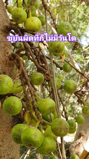 A wild fig tree will never grow if you work hard in the wrong place. #LifeQuotes #IsaanFood