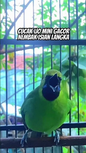 Cucak ijo mini gacor nembak isian langka #cucakijomini