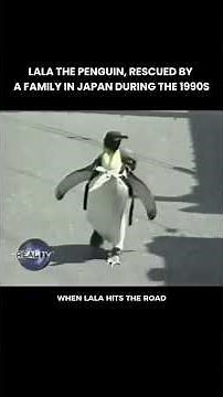 The Story of Lala The Penguin in 1990s Japan #history #vintage #tvhistory