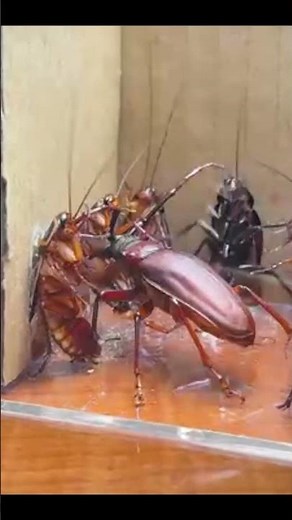 SHOCKING! Longhorn Beetle vs Cockroach Fight | Capricorn Lab #shorts
