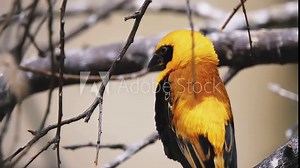 Yellow-crowned bishop (Euplectes afer) is a species of passerine bird in the family Ploceidae native to Africa south of the Sahara. Stock Video