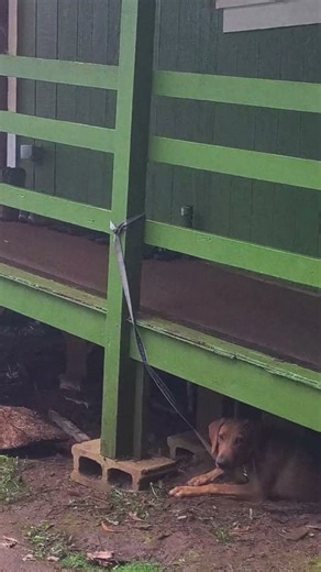 Our hound dog having fun in Kokee. Island life
