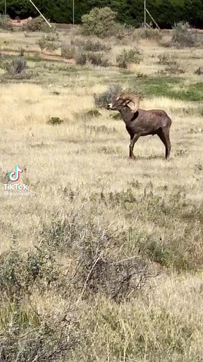 trying to play it off....... hard! #ram #cram #bash #funny #hardhit #clash #voiceover #animalvoiceover #strangerinparadise #tlex2900