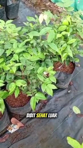 bibit anggur brazil berkualitas