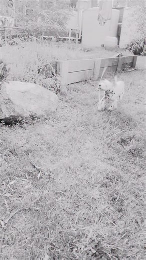 Started editing two years worth of videos to create some visuals for my new song The Blueprint and got a little sentimental so I’m sharing the video so far… 凉﫶 #newmusic #singersongwriter #relatablemusic #popmusic #indiemusic #dalmatian #love #blueprint | Ellis King | Facebook