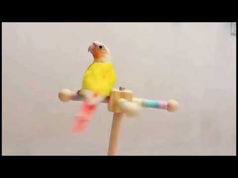 Unlock Endless Fun! 🦜 The BEST 360° Rotating Interactive Perch for Parrots | Parrot Bird Toys