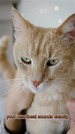 Why Cats Sit on Your Chest? ❤️🐱