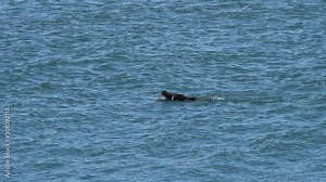 Cute baby sea otter pup learning to swim next to mommy in Morro Bay California.