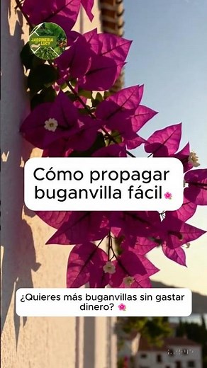 Cómo propagar buganvilla fácil y lograr raíces fuertes 🌺‪@JardineriaLucy‬ #plantastok #hogar