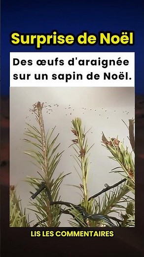 Pourquoi les araignées ont-elles autant de bébés à la fois ? 🤯🕷️🥚