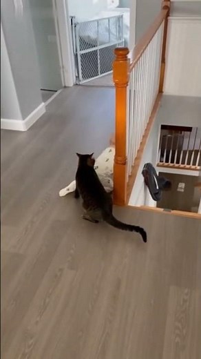 Cat Saves Baby From Falling Down Stairs