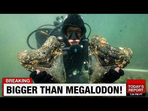 California Diver Found Unknown Shark Teeth So Large, It Trigger Fears Of Shark Bigger Than Megalodon