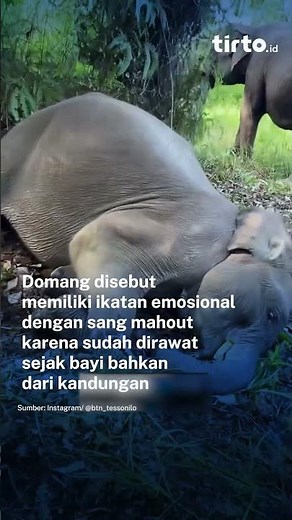 Melihat Kedekatan Gajah "Domang" dengan Sang Mahout di TN Tesso Nilo
