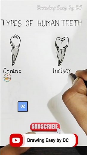 Teeth drawing | Human teeth drawing | Type of human teeth drawing | Canine teeth drawing #shorts