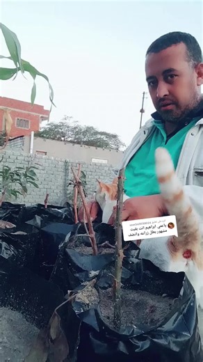 زراعة الشاي الأحمر في مصر