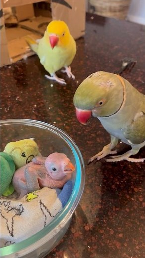 Baby won’t stop crying! (He’s OK - just a little grumpy 😂) #talkingparrot #talkingbird #babyanimals