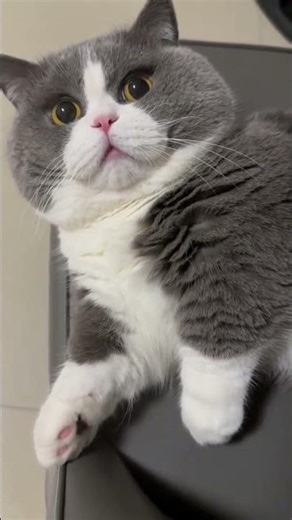 CAUGHT IN 4K! When the realization hits... (Wait for the face) #Shorts #reels #cat #kitten