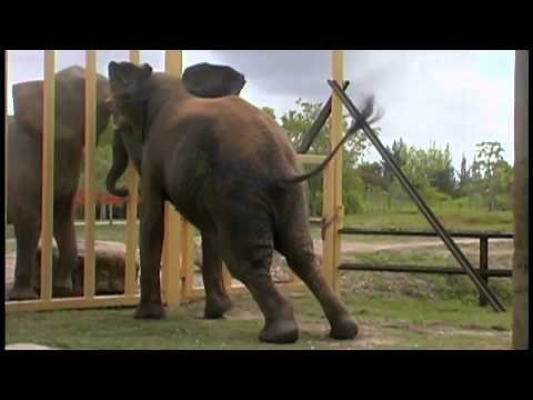 One Lucky Elephant ~ Documentary Trailer