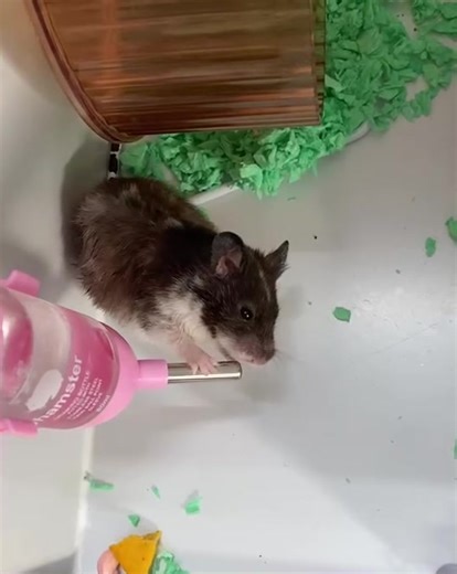 Mr. Wong trên TikTok