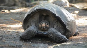 Giant tortoise, thought extinct for 100 years, has been identified again