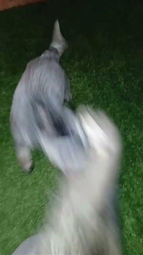 11 week old Australian Cattle Dog with coon pelt pt2