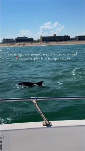 Dolphin Watching in Ocean City, MD | Sea Rocket Water Adventures