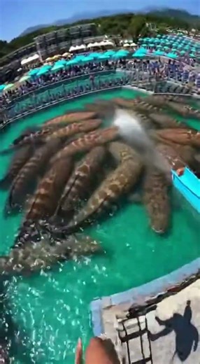 Waterslide into pool of giant fish #funny #memes