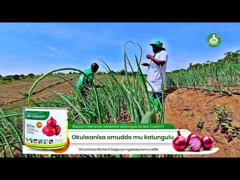 EP 07: Pest & Disease Control in Red Coach F1 Onions | Visit 2