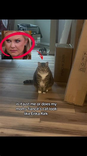 including or not including wet food diets #erikakirk #charliekirk #kirk #cat