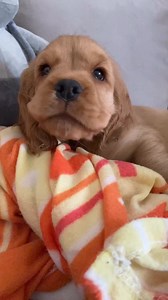 Everyone has his/her angel🤍✨ | Cocker spaniel puppies for adoption near me