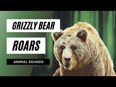 Grizzly Bear Roars - bear sound effect | grizzly bear roar | bear sounds | hq