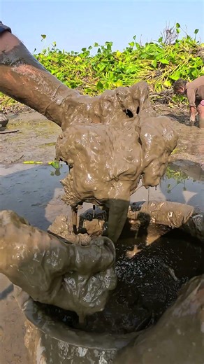 Knee-Deep in Mud Catching Shing Fish by Hand #FishingAdventure #HandFishing #ShingFishing #MudLife
