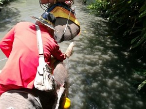 「Chang Puak Camp」で象に乗る&トラと写真も【バンコク近郊】 ｜観光マニアのおすすめ旅